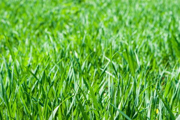 Green grass field