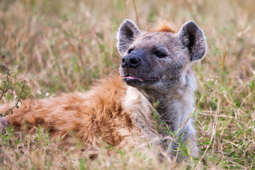 Obraz premium Spotted hyena portrait at first light (Crocuta crocuta), 