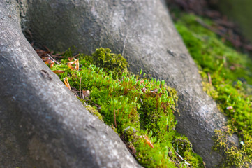 Green moos in the forest