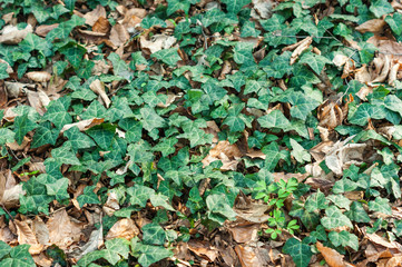 Ivy in the forest