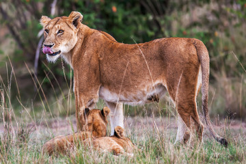 Lioness with young lion cubs (Panthera leo) in the grass, Africa