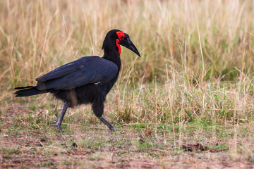Southern Ground Hornbill (Bucorvus leadbeateri) in Africa