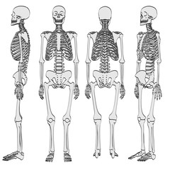 2d cartoon illustration of human skeleton