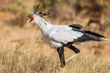 Secretary bird (Sagittarius Serpentarius) close up, Africa