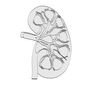 2d cartoon illustration of kidney