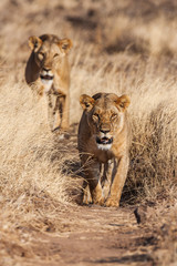 Two lionesses approach, walking straight towards the camera