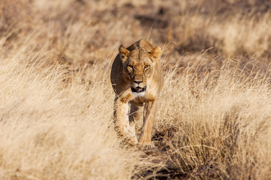 lioness approach, walking straight towards the camera