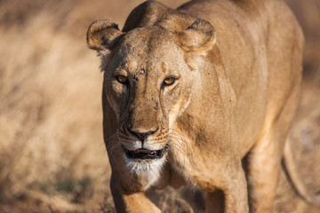 Lioness approach, walking straight towards the camera