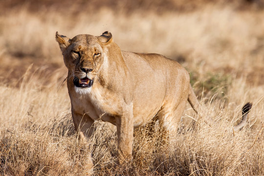 Lioness approach, walking straight towards the camera,