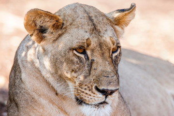 Portrait of a majestic lioness in nature, Africa