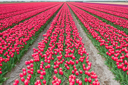 Tulips in springtime / A typical dutch springtime scene tulips growing in a field full of colour