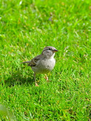 Pinson, oiseau, femelle