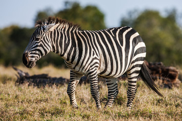 Fototapeta na wymiar African plains zebra on the dry brown savannah grasslands browsing and grazing. 