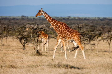 African giraffe in savannah. These graceful and pretty animals are herbivores - 108714569
