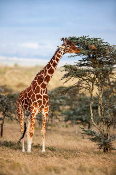 African giraffe standing near the tree in savannah. 
