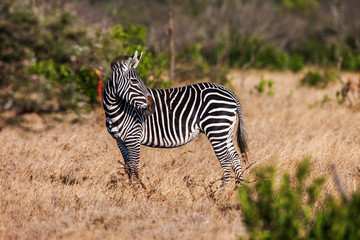 African plains zebra on the dry brown savannah grasslands browsing and grazing. 