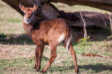 Animal Babies Waterbuck Wildlife from Africa. Portrait of young life. Close up