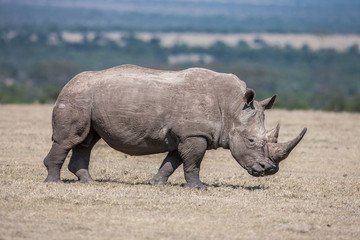 Obraz premium White rhinoceros grazing in the wild, Africa.
