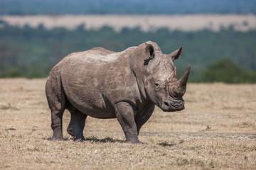 White rhinoceros grazing in the wild, Africa. - obrazy, fototapety, plakaty