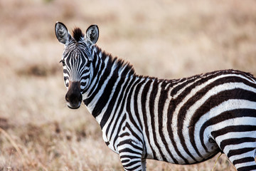 Close portrait of the zebra curiously looking at camera, Africa. © sichkarenko_com