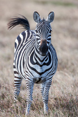 Close portrait of the zebra curiously looking at camera, Africa.