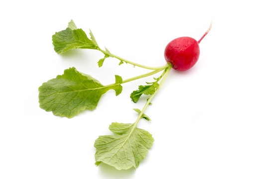 Radish fresh isolated on white background.