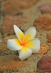 The White Plumeria flower on the Floor in Thailand 