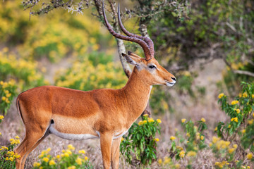 Portrait of a beautiful male impala ram, Africa.