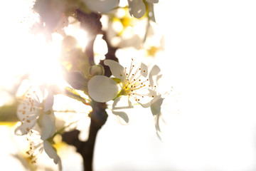 A tree in bloom, spring, fruit orchard, 
