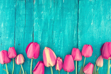 Frame of tulips on turquoise rustic wooden background. 