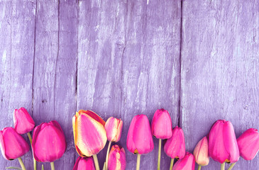 Frame of tulips on rustic wooden background with copy space