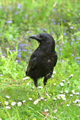 Corneille dans l'herbe, printemps