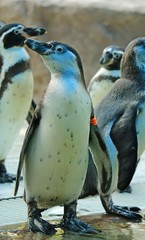 The Big Penguins show in Thailand Zoo