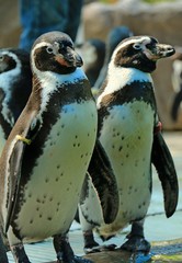 The Big Penguins show in Thailand Zoo