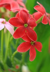 The Red flower Garden in Thailand on Sunny day