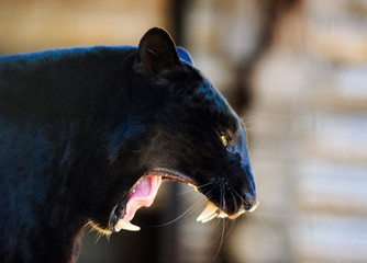 black Panther © The Len
