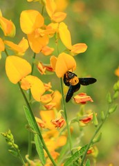 The Yellow flower with Bee in Thailand on Sunny day