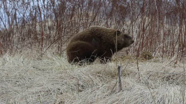 Marmotte