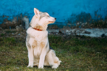 Young Funny Gray Husky Puppy Dog Outdoor