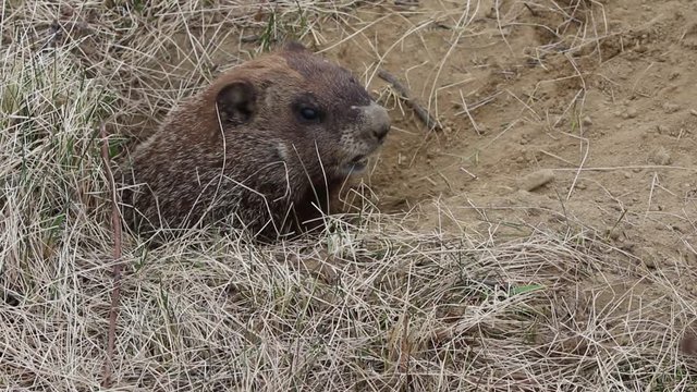 Marmotte