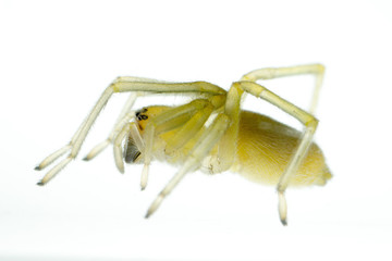 Yellow Spider on a white background