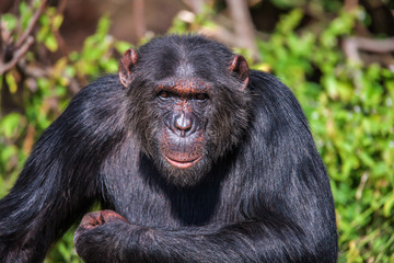Portrait of a Common Chimpanzee in the wild, Africa.