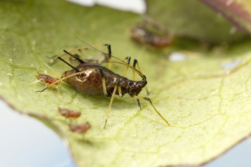 High Magnification Macro Photo of Aphids on a leaf