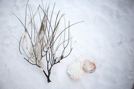 Various shells and branch on beach