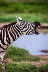 Zebra with it's mouth wide open as if it were shouting. Close up