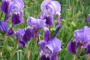 Papier Peint photo Lavable Iris groupe d& 39 iris violets dans le jardin