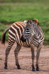 African plains zebra on the dry brown savannah grasslands browsing and grazing