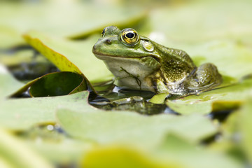 Teichfrosch