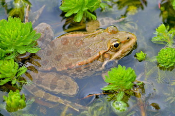Crapaud dans l'eau