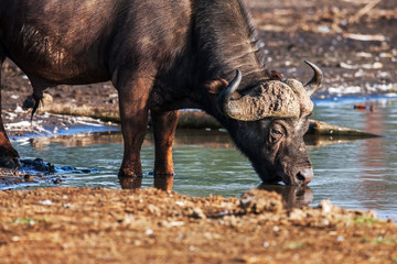 Photographic image of water buffalo grazing near a pond in Africa